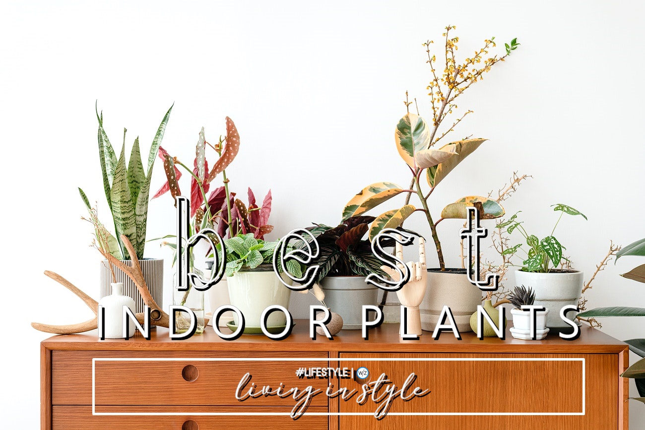 BEST INDOOR PLANTS